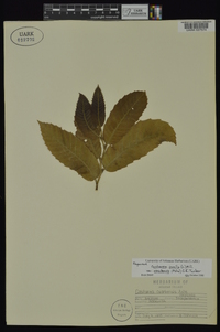 Castanea pumila var. ozarkensis image