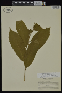 Castanea pumila var. ozarkensis image