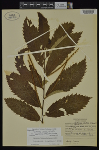 Castanea pumila var. ozarkensis image