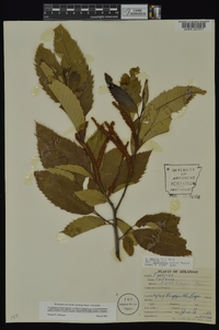 Castanea pumila var. ozarkensis image