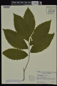 Castanea pumila var. ozarkensis image