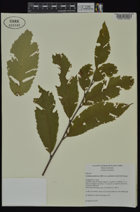 Castanea pumila var. ozarkensis image