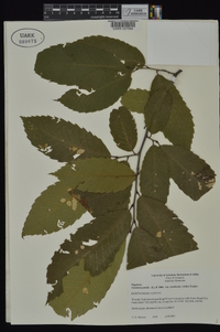 Castanea pumila var. ozarkensis image