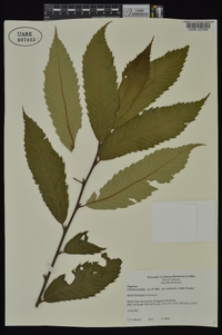 Castanea pumila var. ozarkensis image