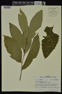 Castanea pumila var. ozarkensis image