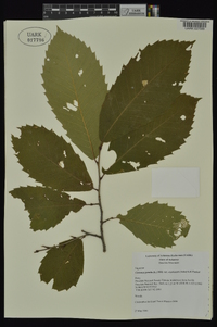 Castanea pumila var. ozarkensis image