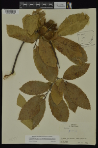 Castanea pumila var. ozarkensis image