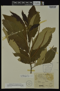 Castanea pumila var. ozarkensis image