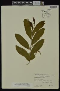 Castanea pumila var. pumila image