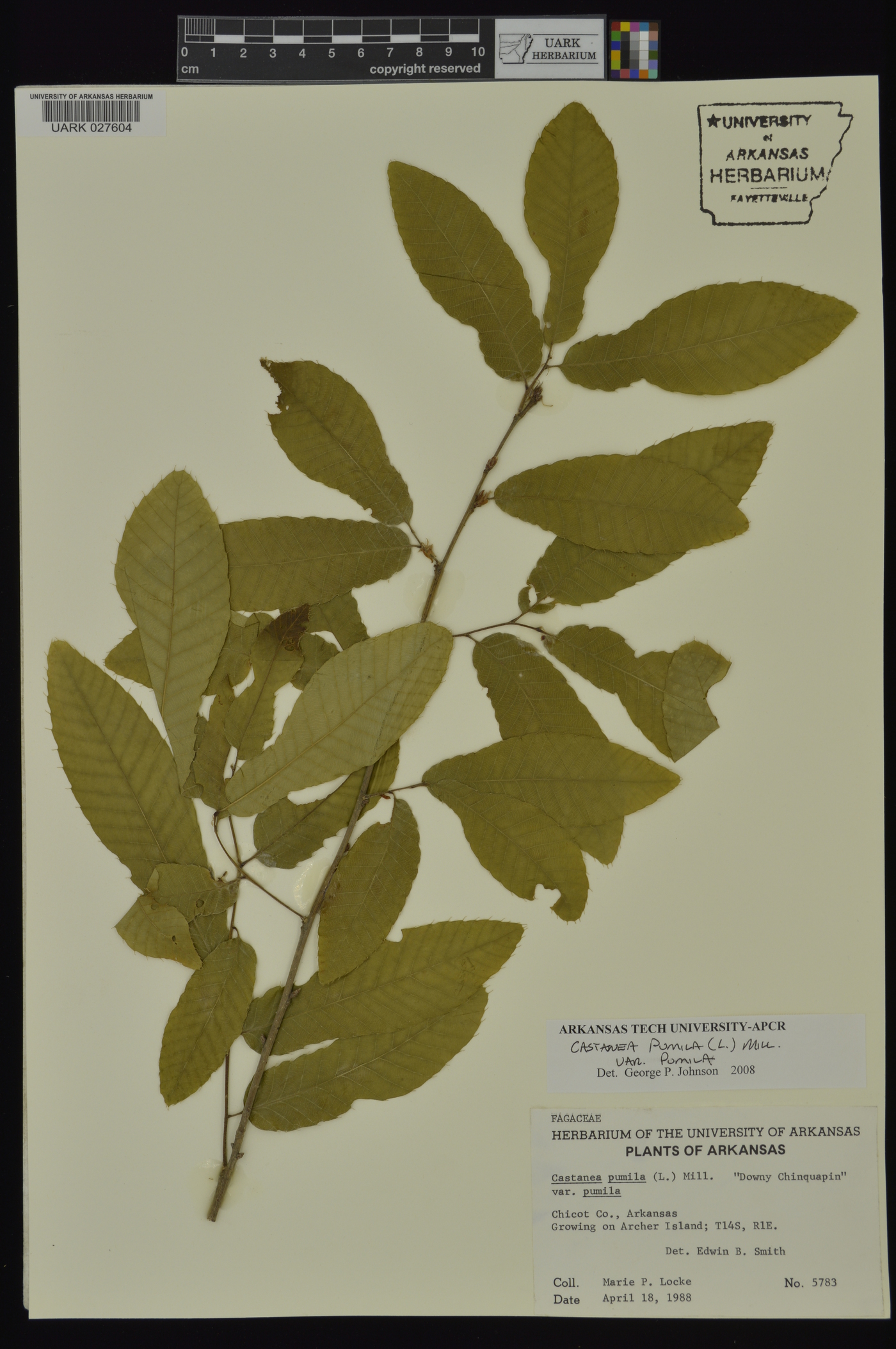 Castanea pumila var. pumila image