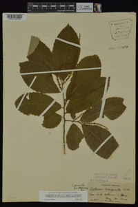 Castanea pumila var. pumila image