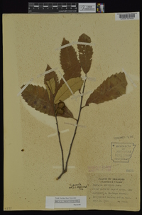 Castanea pumila var. pumila image