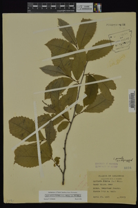 Castanea pumila var. pumila image