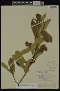 Castanea pumila var. pumila image