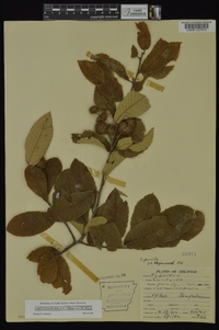 Castanea pumila var. pumila image