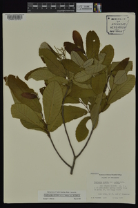 Castanea pumila var. pumila image