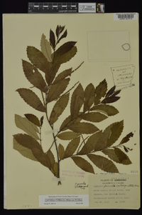 Castanea pumila var. pumila image