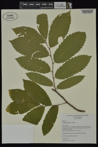 Castanea pumila var. pumila image