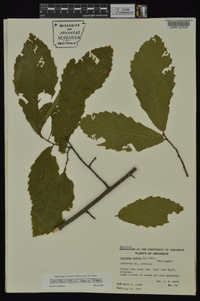 Castanea pumila var. pumila image