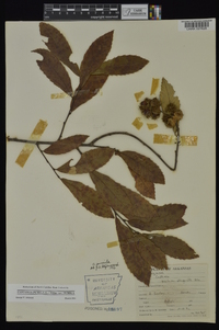 Castanea pumila var. pumila image