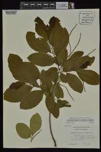 Castanea pumila var. pumila image