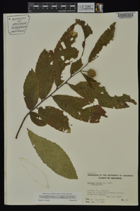 Castanea pumila var. pumila image