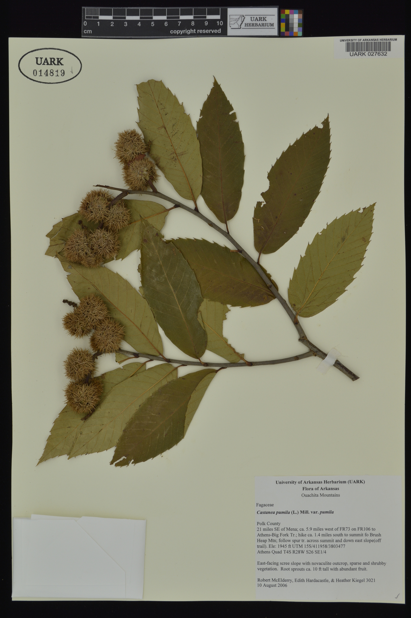 Castanea pumila var. pumila image