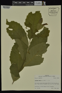 Castanea pumila var. pumila image