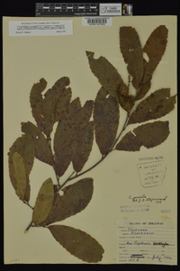 Castanea pumila var. pumila image