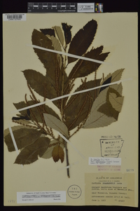 Castanea pumila var. ozarkensis image