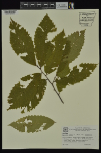 Castanea pumila var. ozarkensis image