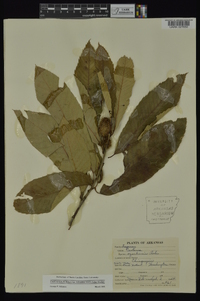 Castanea pumila var. ozarkensis image