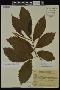 Castanea pumila var. ozarkensis image