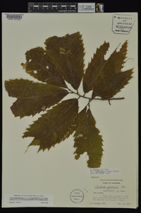 Castanea pumila var. ozarkensis image