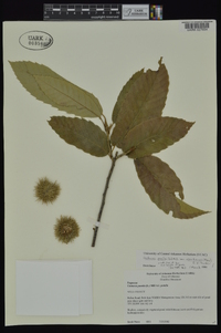 Castanea pumila var. ozarkensis image