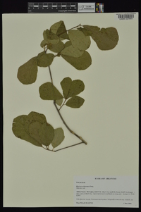 Quercus arkansana image