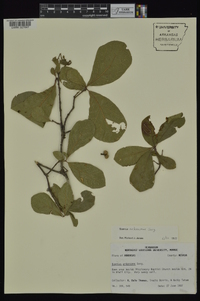 Quercus arkansana image