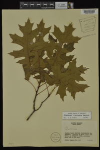 Quercus coccinea image