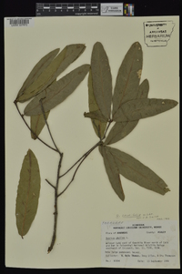 Quercus laurifolia image