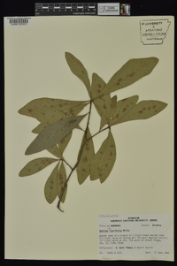 Quercus laurifolia image