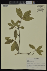 Quercus laurifolia image