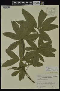 Quercus laurifolia image