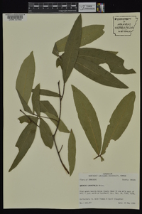 Quercus laurifolia image