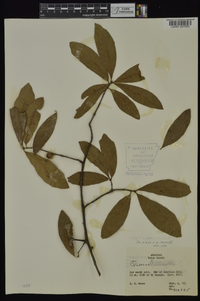 Quercus laurifolia image