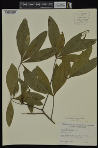 Quercus laurifolia image