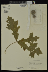 Quercus lyrata image
