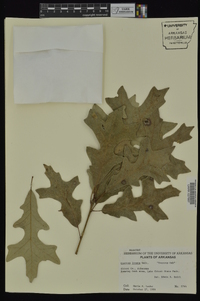 Quercus lyrata image