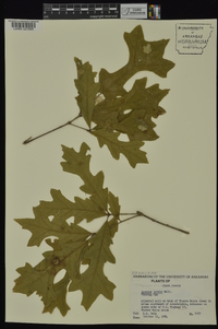 Quercus lyrata image