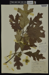 Quercus lyrata image