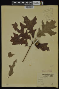 Quercus lyrata image